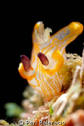This is an undescribed Thecacera nudibranch species. I fo... by Peri Paleracio 